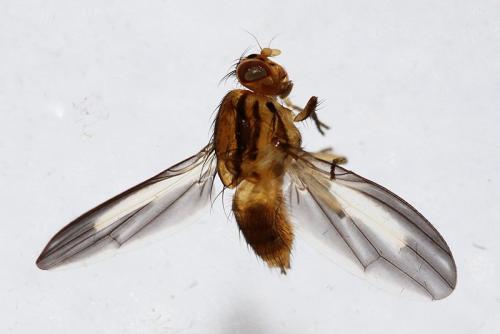 Réf. 281 271 : Peplomyza discoidea